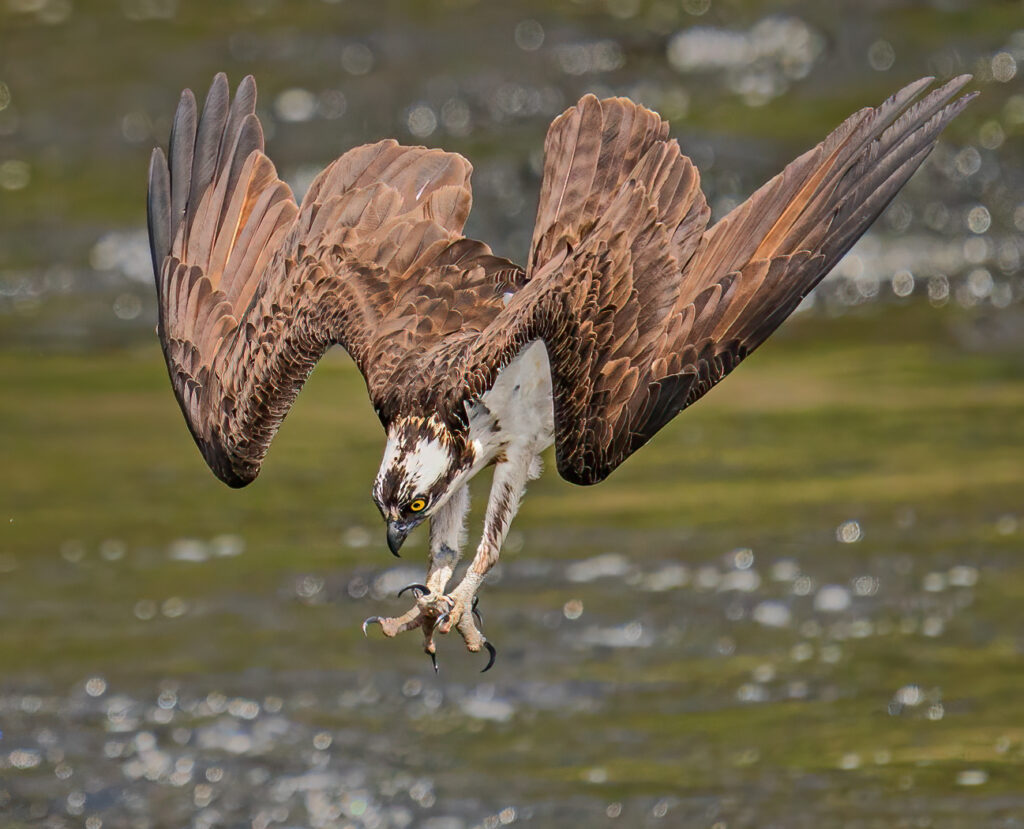 a majestic bird of prey, likely a species of eagle, swooping down with its wings fully outstretched.