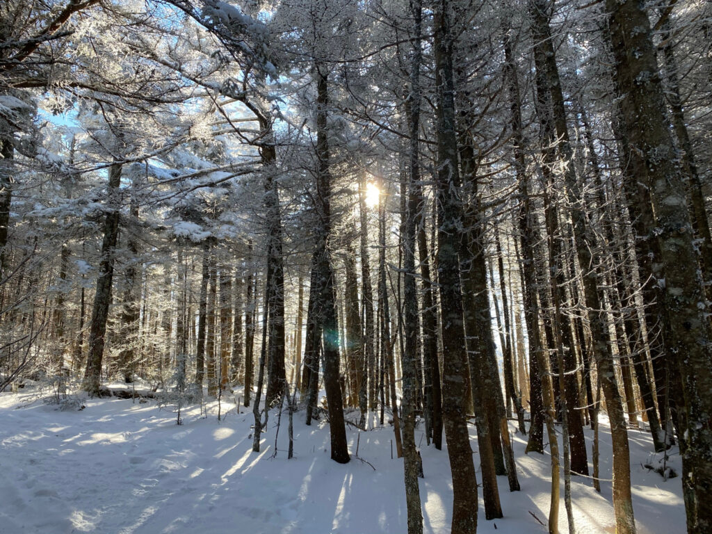 Sunlight filtering through a snowy forest in winter